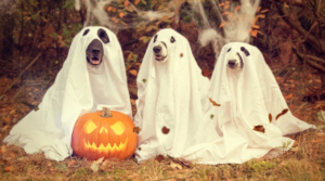 Halloween – Online kvíz s okamžitým výsledkem