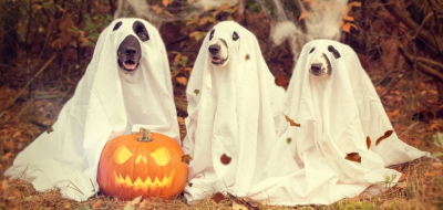 Halloween – Online kvíz s okamžitým výsledkem