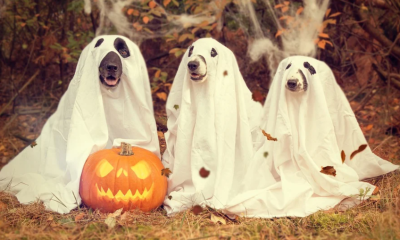 Halloweeen - kvízy zdarma