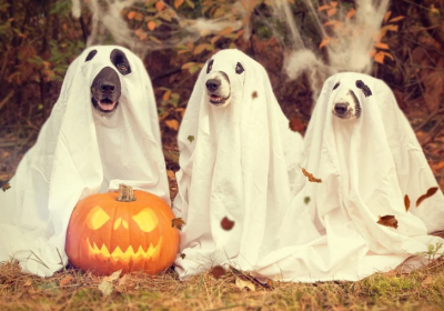 Halloweeen - kvízy zdarma