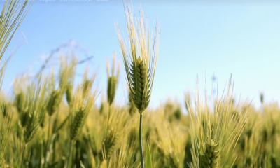 celiakie, lepek-bezlepková dieta, zdraví
