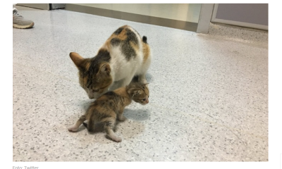 kočka přišla na pohotovost