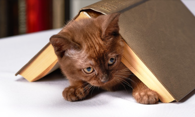 kočky - zdraví - otrava - nemoci