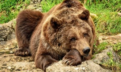 Medvěda vyděsili k smrti … Jak zahnat medvěda