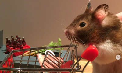 Instagram - křečci - zábava